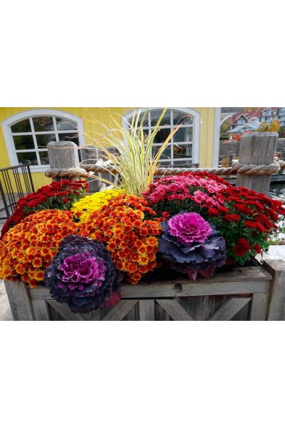 Чарівні квіти хризантеми Мультіфлора на сонячній клумбі.